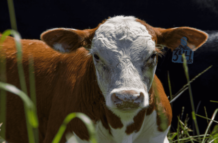 Veterinary Medicine Company